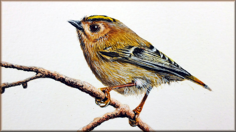Watercolour painting video lessons, paint birds in detail - The Devon ...