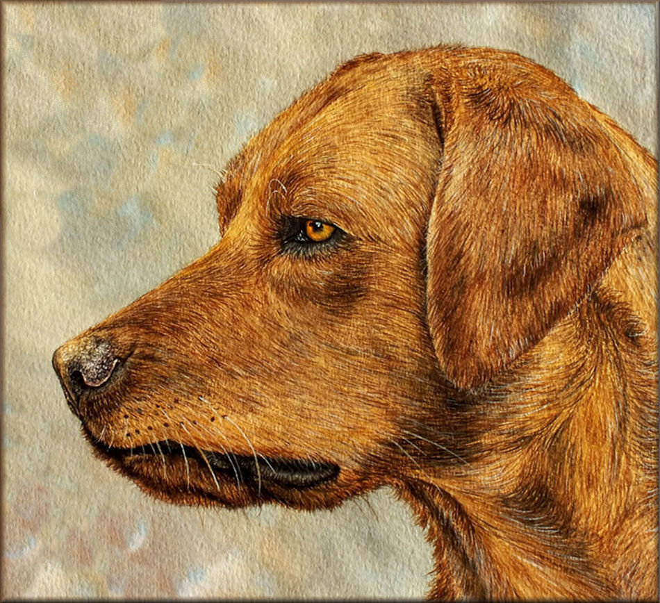 Learn how to paint dogs in watercolour step by step - The Devon Artist