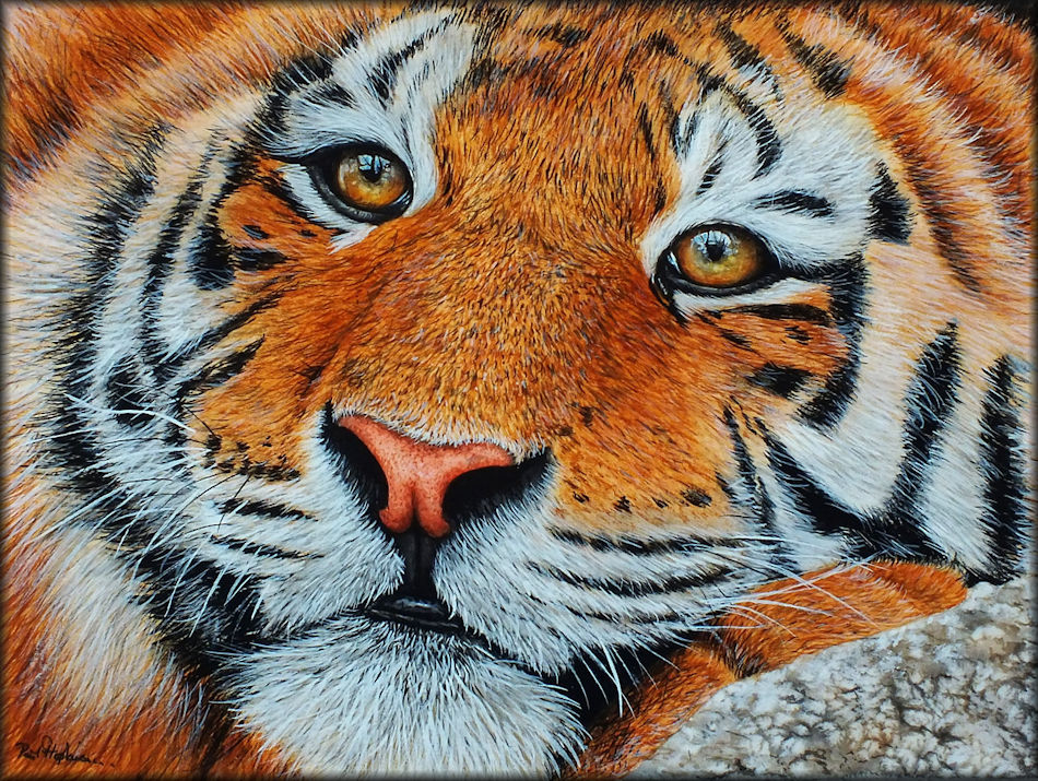 Tiger in watercolour by Paul Hopkinson