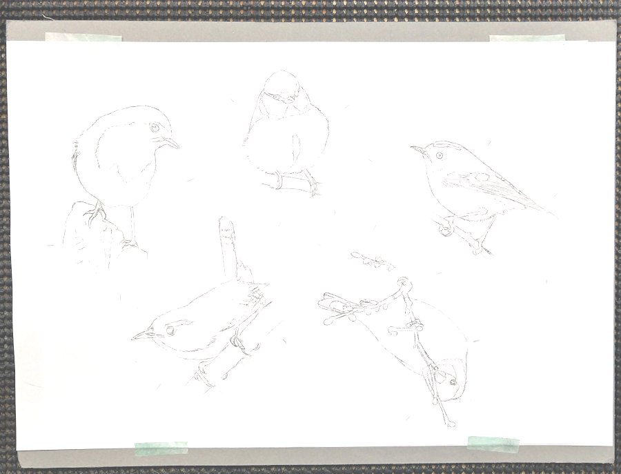 Bird outline drawing ready for painting