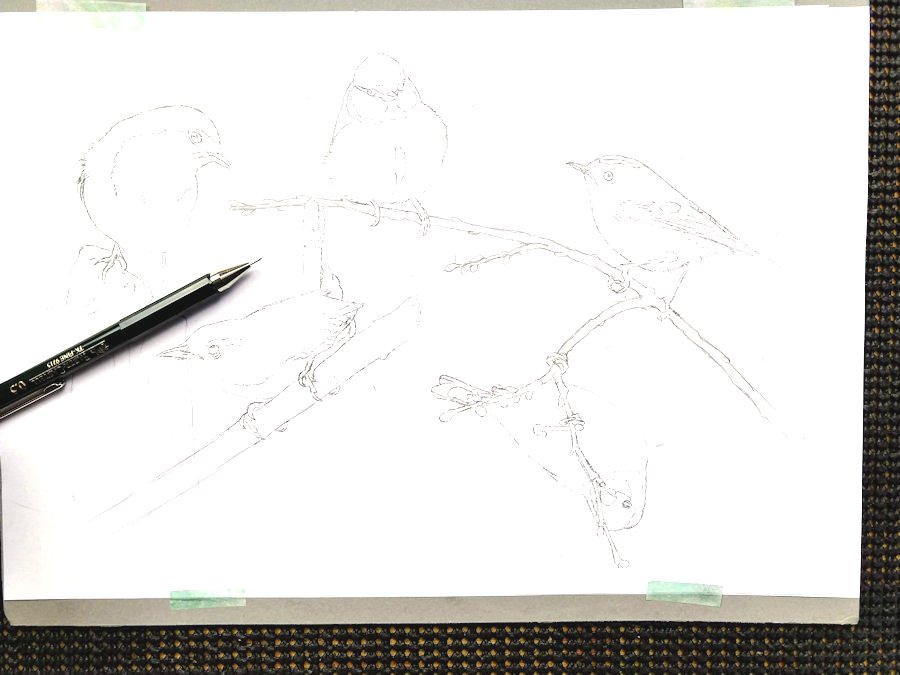 Completing the outline drawing for a British garden bird painting