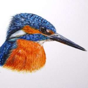 Customer review of a kingfisher painted in watercolour by Paul Hopkinson