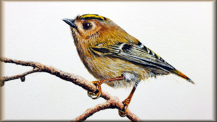 Thank you for buying from my website, picture of a Goldcrest in watercolour