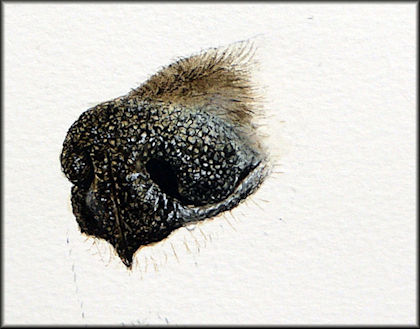 Button to all the videos linked to the Dog's Nose watercolour tutorial