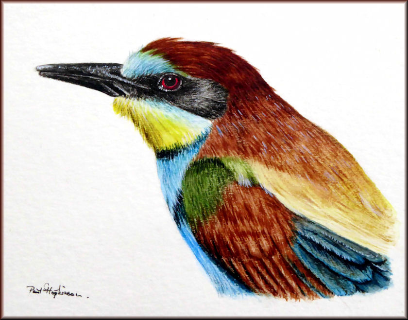 Button to all the videos linked to the Free Bee-eater watercolour tutorial