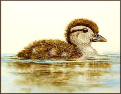 Button to all the videos linked to the Wood Duckling watercolour tutorial