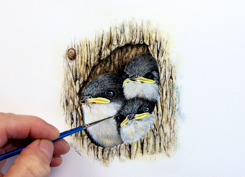 Paul Hopkinson painting tree swallows in watercolour for his online school