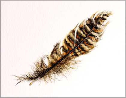 Pheasant Feather in watercolour tutorial by Paul Hopkinson Button