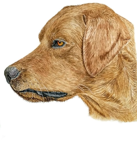 Learn how to paint dogs in watercolour step by step The Devon Artist