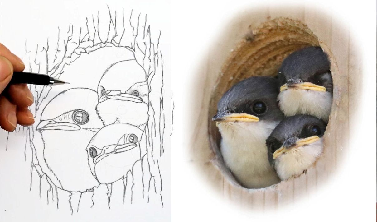 Sparrow Bird Drawing | Bird drawings, Birds painting, Bird sketch