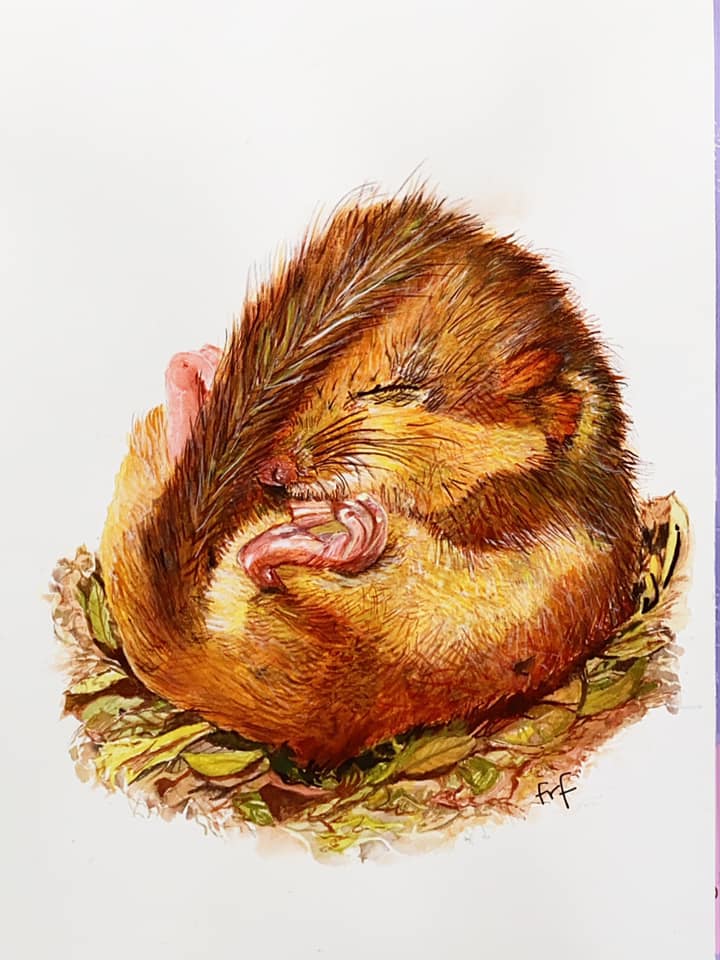 Learn to paint a dormouse in detailed, fine art watercolor - The Devon