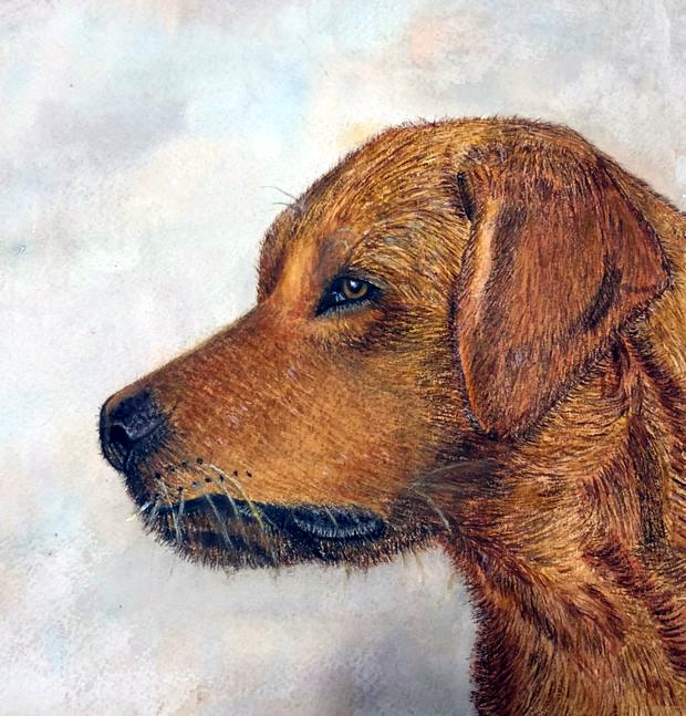 Learn how to paint dogs in watercolour step by step The Devon Artist