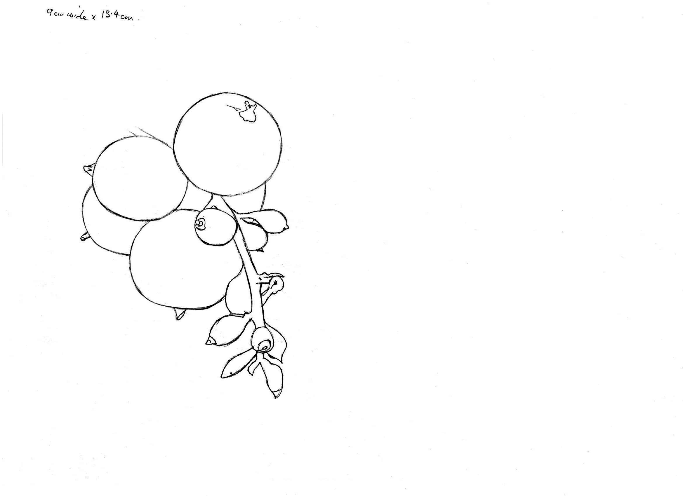 Realistic botanical watercolor berry, step by step video The Devon Artist