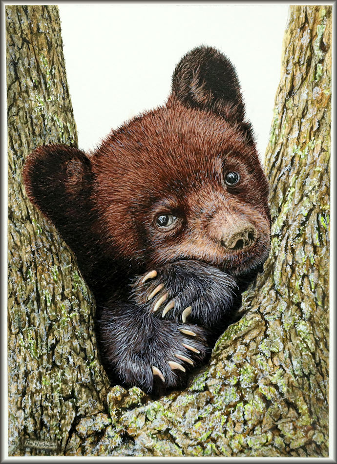 Painting a realistic watercolor bear, complete tutorial The Devon Artist
