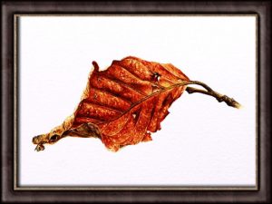 Autumn Beech Leaf