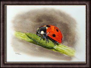Original watercolour ladybird painting