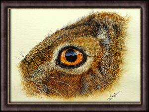 Hare's Eye Study