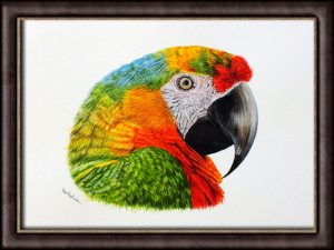Watercolour video tutorial painting, Parrot