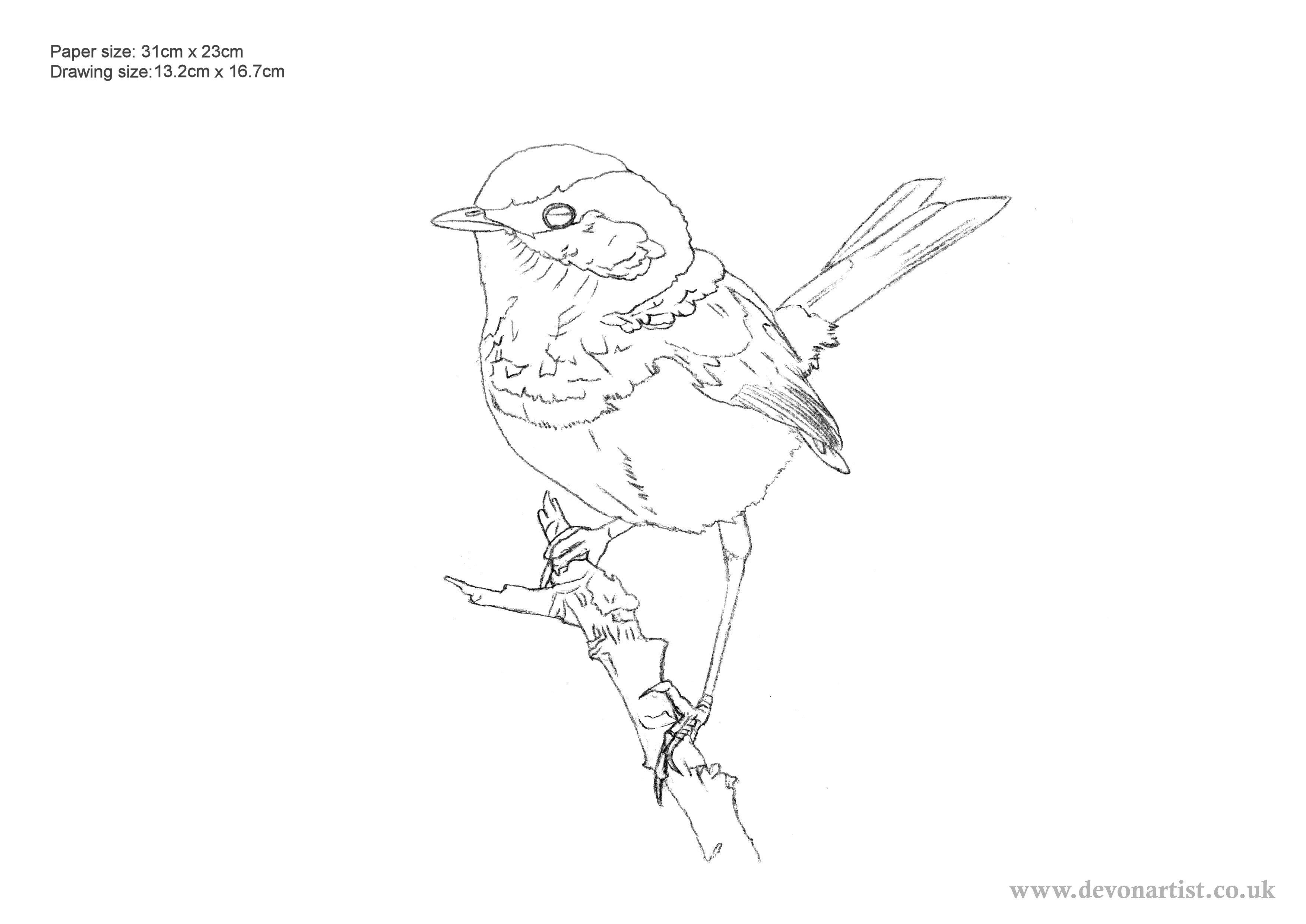 Wren Coloring Page On The Fence