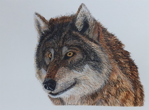 Paint a realistic looking wolf in watercolour step by step - The Devon ...