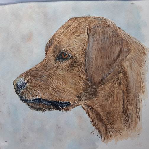 Learn how to paint dogs in watercolour step by step The Devon Artist