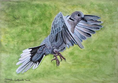How to paint birds flying in watercolour, video art lesson - The Devon