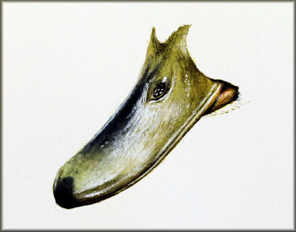 Button link to a realistic watercolor beak study
