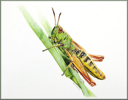 Button link to a watercolour video tutorial on painting a grasshopper