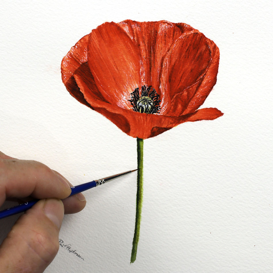 Tutorial Poppy - The Devon Artist
