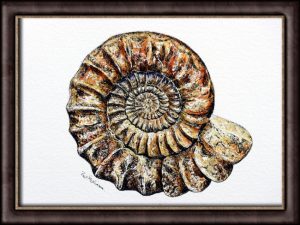 Original watercolor fossil painting by Paul Hopkinson