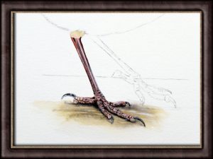 Bird illustration painting techniques, leg study
