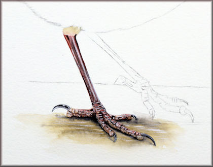 Button link to a watercolor video tutorial on painting bird's legs and feet