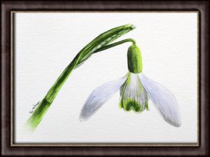 Watercolour snowdrop painting
