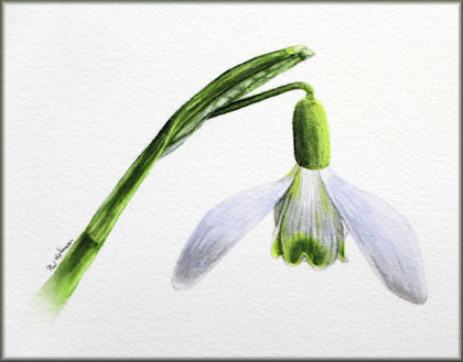 Snowdrop flower, online watercolor lesson, button link