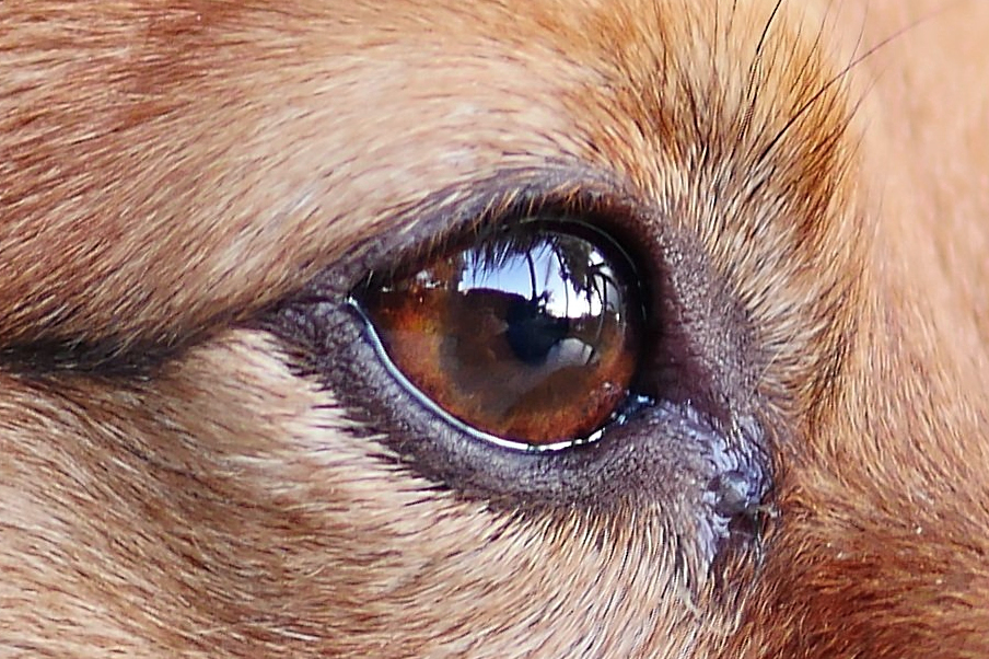 Realistic watercolour eye painting, Dog's Eye Illustration The Devon