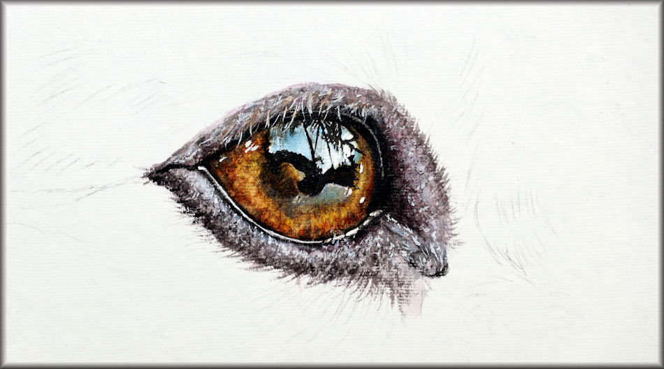 Realistic watercolour eye painting, Dog’s Eye Illustration - The Devon