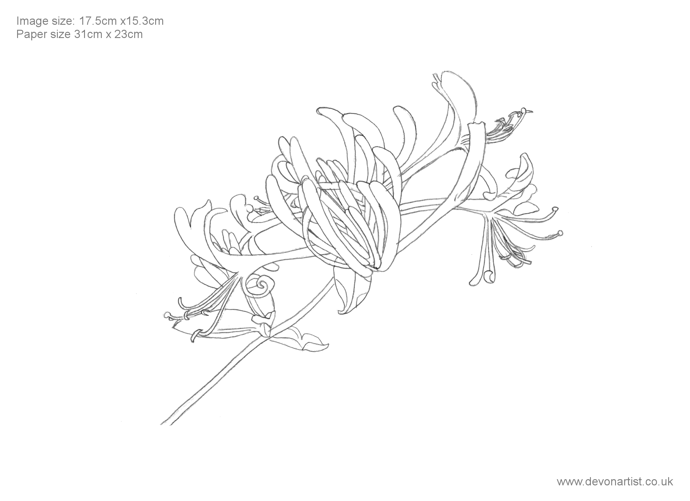 Pen and wash botanical study, Honeysuckle watercolour The Devon Artist