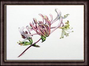 Honeysuckle original watercolor flower painting online course