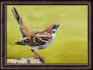 Sparrow watercolor painting online lesson