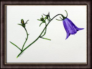 A watercolour tutorial on how to paint wild flowers, this one is a harebell study