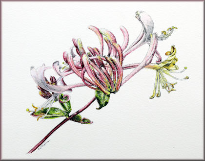 Button link to a watercolor Honeysuckle flower painting video