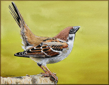 Button link to a watercolour sparrow painting video course