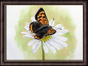 Watercolor original painting of a butterfly