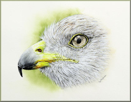 Button link to a bird watercolor painting course