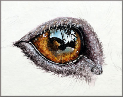 Button link to a dog's eye watercolour painting study