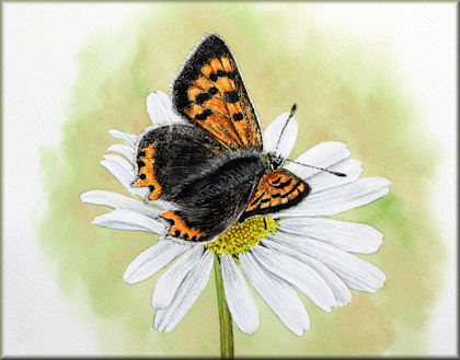 Button link to a watercolour video tutorial on how to paint realistic butterflies, this is a small copper