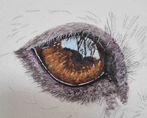 Realistic watercolour eye painting, Dog’s Eye Illustration - The Devon