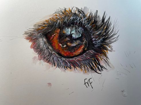 Realistic watercolour eye painting, Dog’s Eye Illustration - The Devon