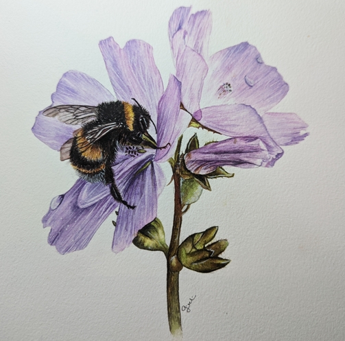 How to paint a bee in detailed watercolour on a flower- The Devon Artist