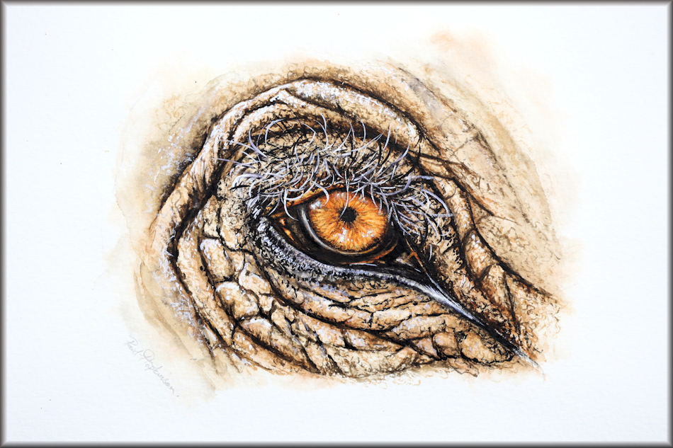 Elephant eye pencil sketch by cg41318 on DeviantArt